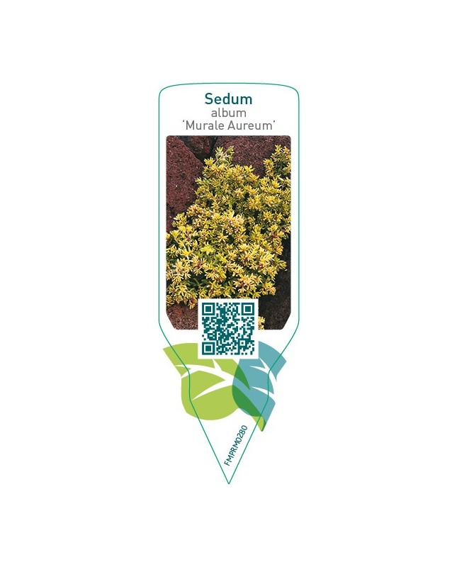 Sedum album ‘Murale Aureum’