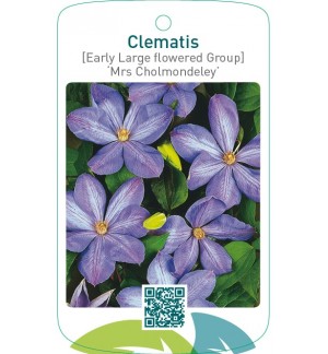 Clematis [Early Large flowered Group] ‘Mrs Cholmondeley’