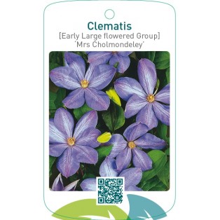 Clematis [Early Large flowered Group] ‘Mrs Cholmondeley’