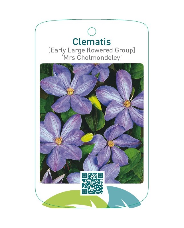 Clematis [Early Large flowered Group] ‘Mrs Cholmondeley’