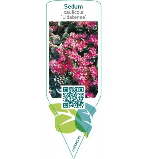 Sedum cauticola ‘Lidakense’