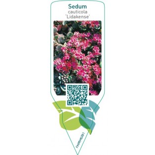 Sedum cauticola ‘Lidakense’