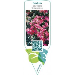 Sedum cauticola ‘Lidakense’