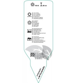 Etichette di Sedum cauticola ‘Lidakense’ *