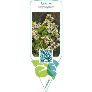 Sedum dasyphyllum