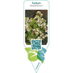 Sedum dasyphyllum