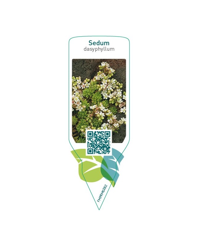 Sedum dasyphyllum