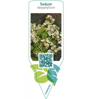 Etiquetas de Sedum dasyphyllum  *