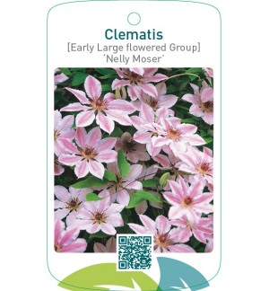 Clematis [Early Large flowered Group] ‘Nelly Moser’