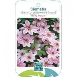Clematis [Early Large flowered Group] ‘Nelly Moser’