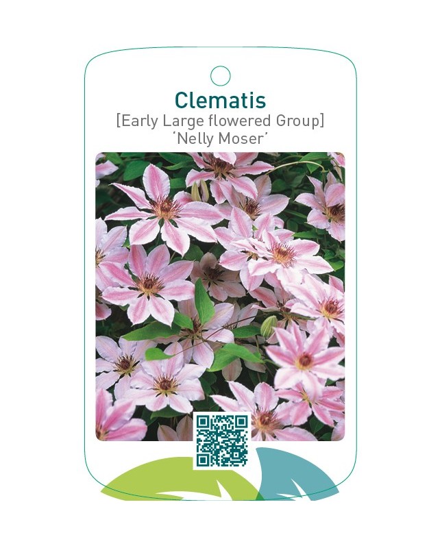 Clematis [Early Large flowered Group] ‘Nelly Moser’