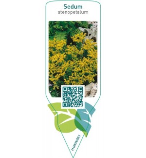 Etichette di Sedum senopetalum *