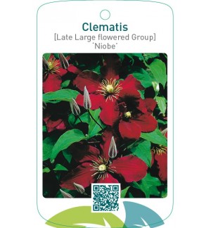 Clematis [Late Large flowered Group] ‘Niobe’