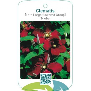 Clematis [Late Large flowered Group] ‘Niobe’