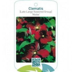 Clematis [Late Large flowered Group] ‘Niobe’