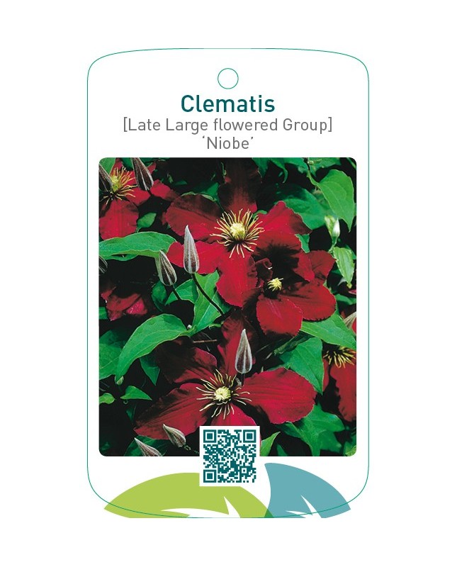 Clematis [Late Large flowered Group] ‘Niobe’