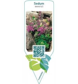 Etichette di Sedum ewersii *