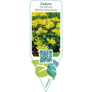 Sedum floriferum ‘Weihenstephaner Gold’
