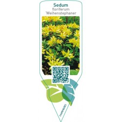 Sedum floriferum ‘Weihenstephaner Gold’