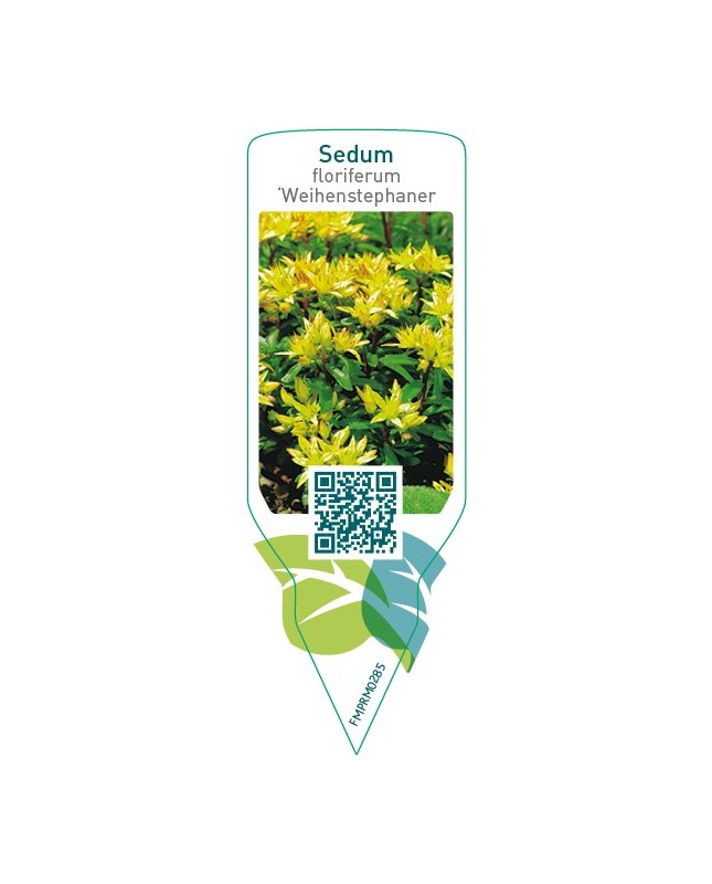 Sedum floriferum ‘Weihenstephaner Gold’