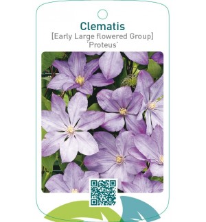 Clematis [Early Large flowered Group] ‘Proteus’