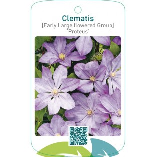Clematis [Early Large flowered Group] ‘Proteus’