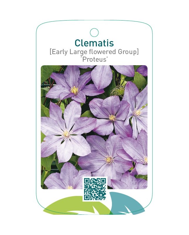 Clematis [Early Large flowered Group] ‘Proteus’