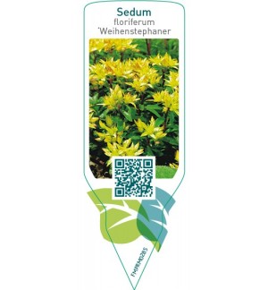 Etiquetas de Sedum floriferum ‘Weihenstephaner Gold’ *