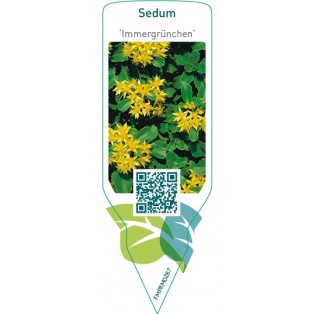 Sedum ‘Immergrunchen’