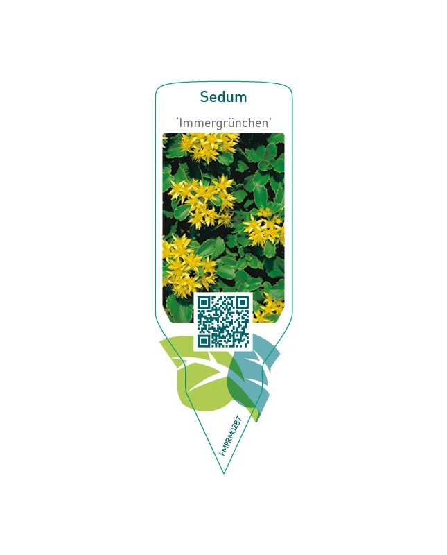 Sedum ‘Immergrunchen’