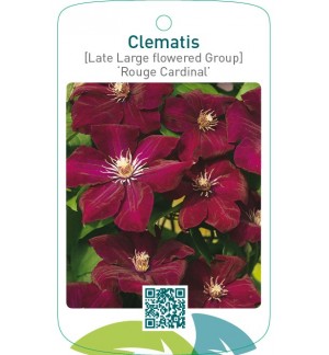 Clematis [Late Large flowered Group] ‘Rouge Cardinal’