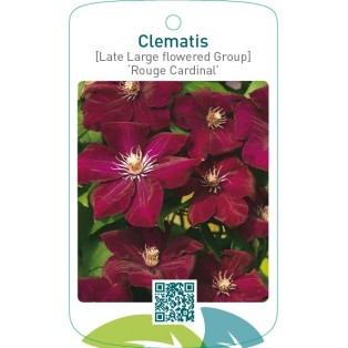 Clematis [Late Large flowered Group] ‘Rouge Cardinal’