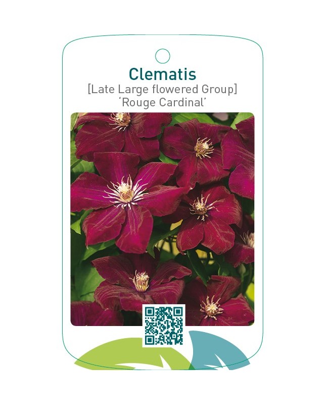 Clematis [Late Large flowered Group] ‘Rouge Cardinal’