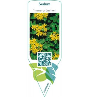 Etichette di Sedum ‘Immergrunchen’ *
