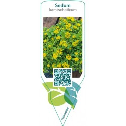 Sedum kamtschaticum