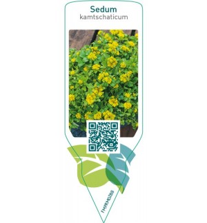 Etichette di Sedum kamtschaticum *
