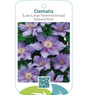 Clematis [Late Large flowered Group] ‘Sealand Gem’