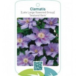 Clematis [Late Large flowered Group] ‘Sealand Gem’