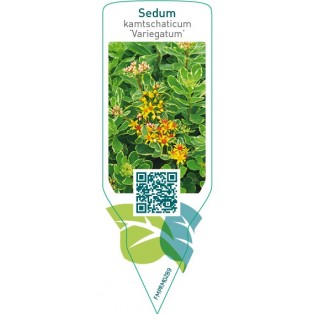 Sedum kamtschaticum ‘Variegatum’