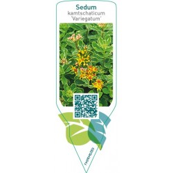 Sedum kamtschaticum ‘Variegatum’