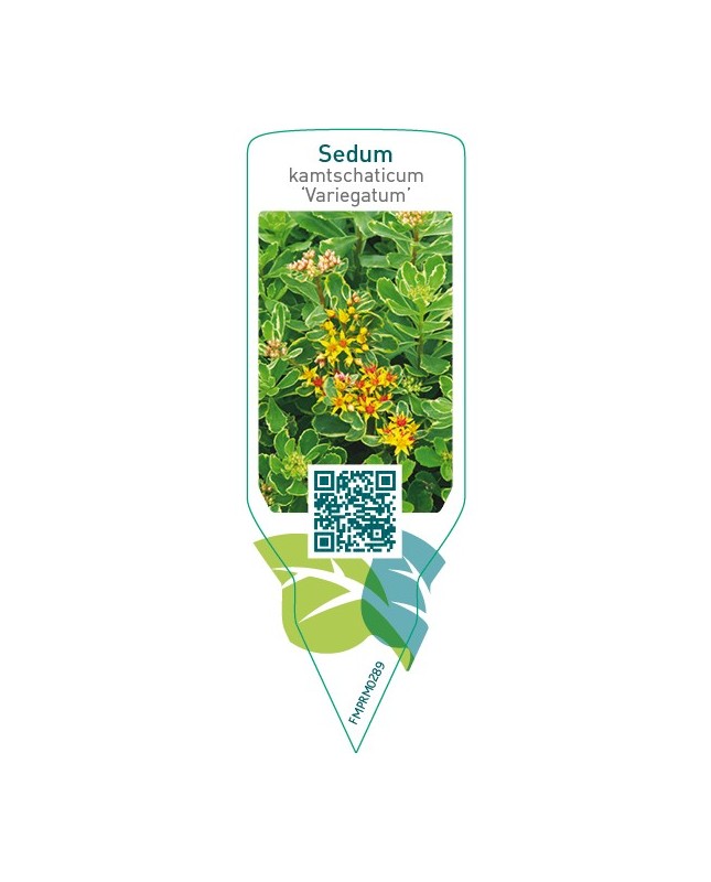 Sedum kamtschaticum ‘Variegatum’