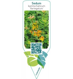 Etiquetas de Sedum kamtschaticum ‘Variegatum’ *