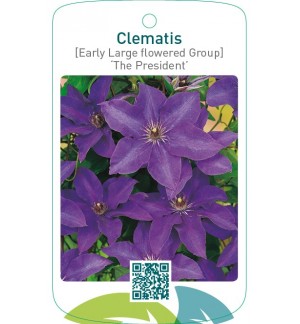 Clematis [Early Large flowered Group] ‘The President’