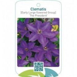 Clematis [Early Large flowered Group] ‘The President’