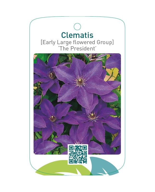 Clematis [Early Large flowered Group] ‘The President’
