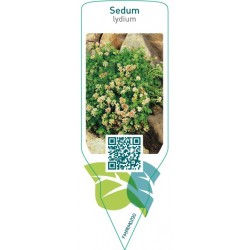 Sedum lydium