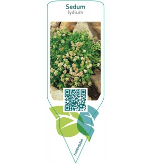 Etichette di Sedum lydium *