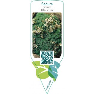 Sedum ‘Glaucum’