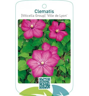 Clematis [Viticella Group] ‘Ville de Lyon’