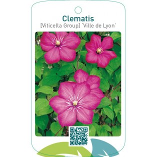 Clematis [Viticella Group] ‘Ville de Lyon’